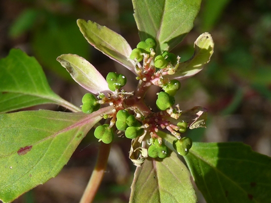 {Euphorbia dentata}